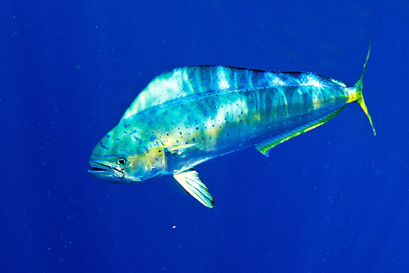 Ouverture prochaine de la saison de la coriphène:  attention à la pêche illicite de ce poisson