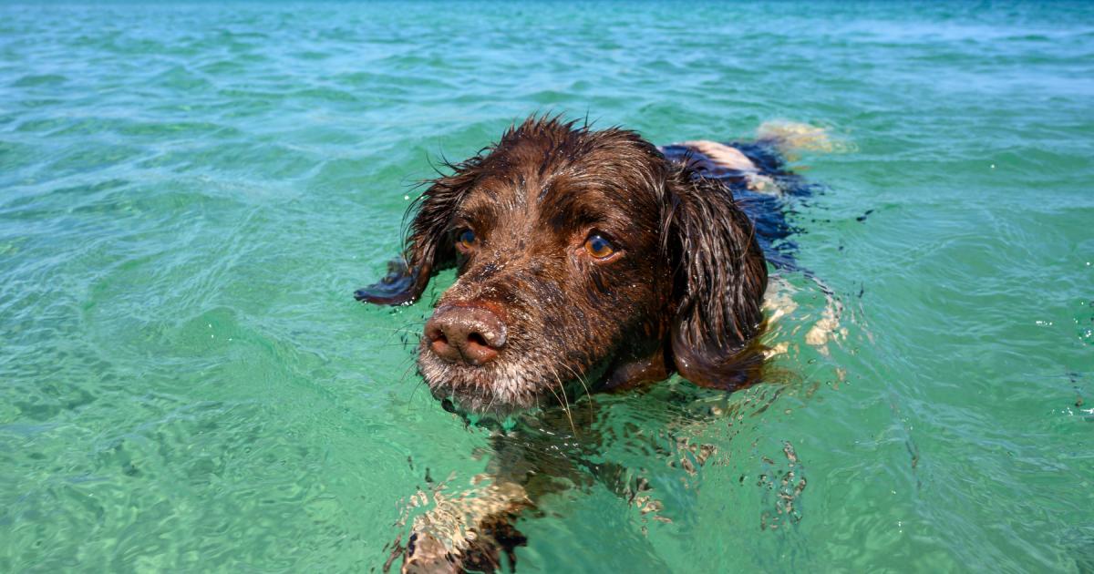 Dog owners given urgent life-saving advice to keep their pets safe around open water