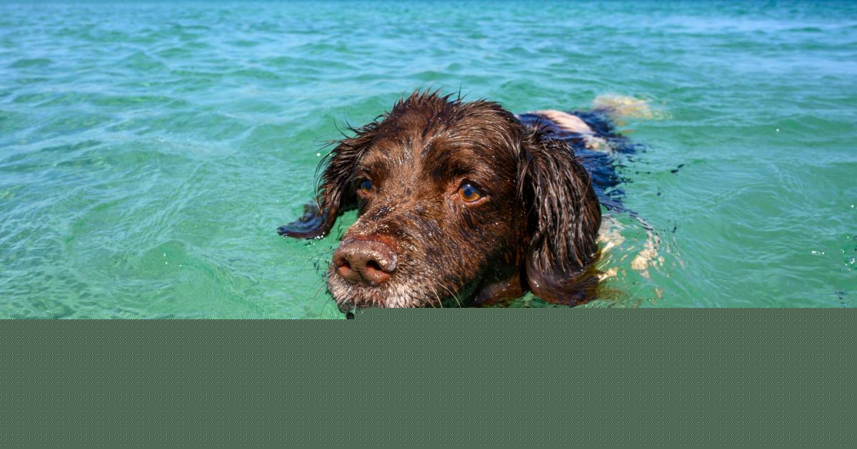 Dog owners given urgent life-saving advice to keep their pets safe around open water
