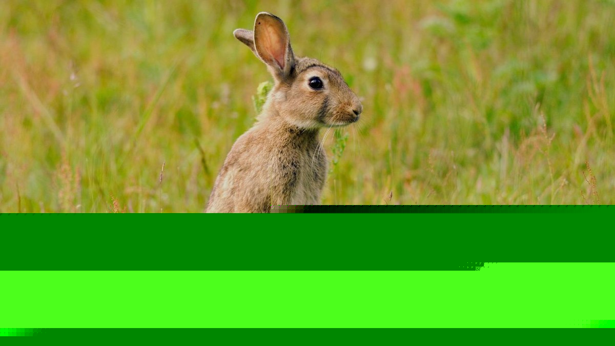 NY Health Officials Investigating 3 Probable Rabbit Fever Cases