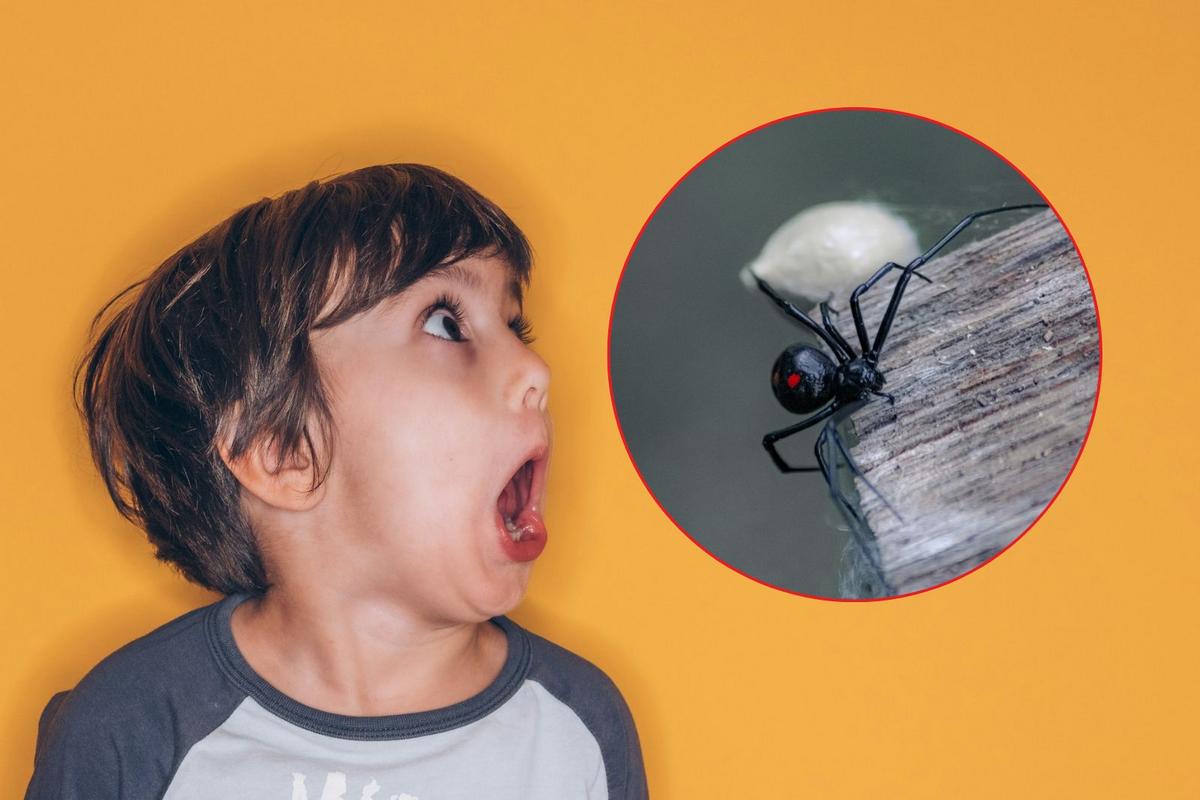 Montana Has Just One Spider You Really Need to Worry About