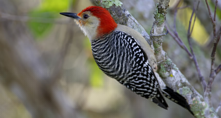 Comment on Woodpecker beaks divulge shock-absorbing properties by Woodpecker hammering is a full-body affair – onlyfacts24