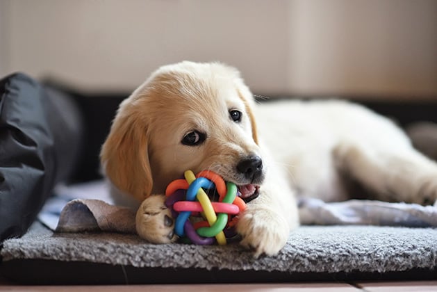 Finding the Perfect Name for Your New Puppy