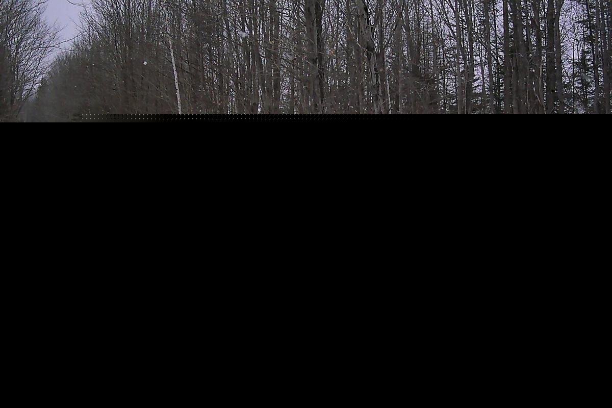 How Many Wolves Live in Michigan? DNR Estimate Revealed