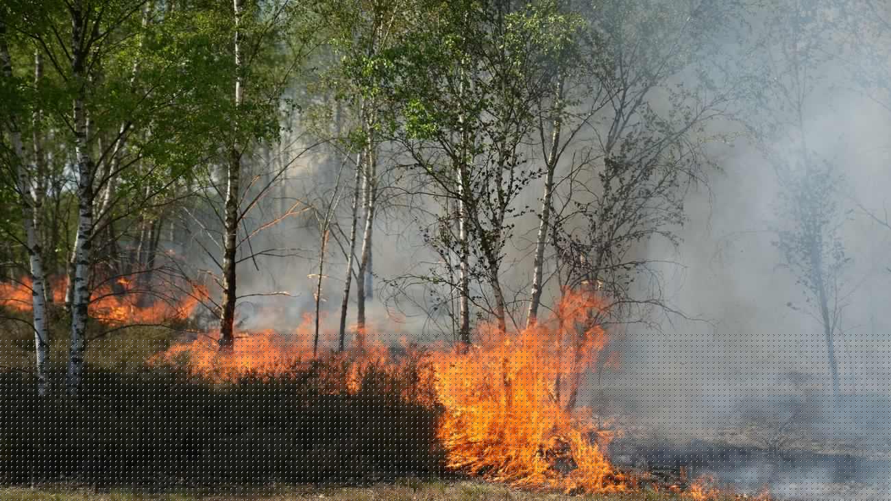 Sieben Hektar: Erneut Feuer auf ehemaligem Militärgelände in Jüterbog