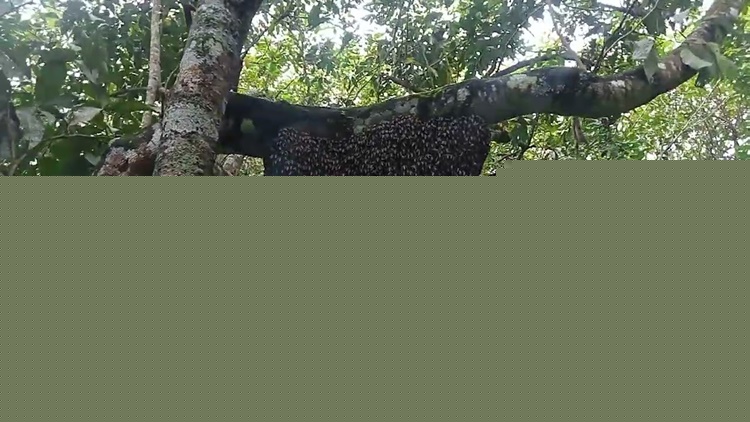 Grandpa Dies After Alleged Bee Attack in Hindang, Leyte