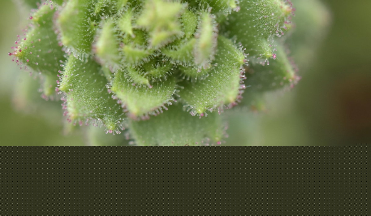 Scientists identify an insect-eating plant, proving Charles Darwin right after 150 years