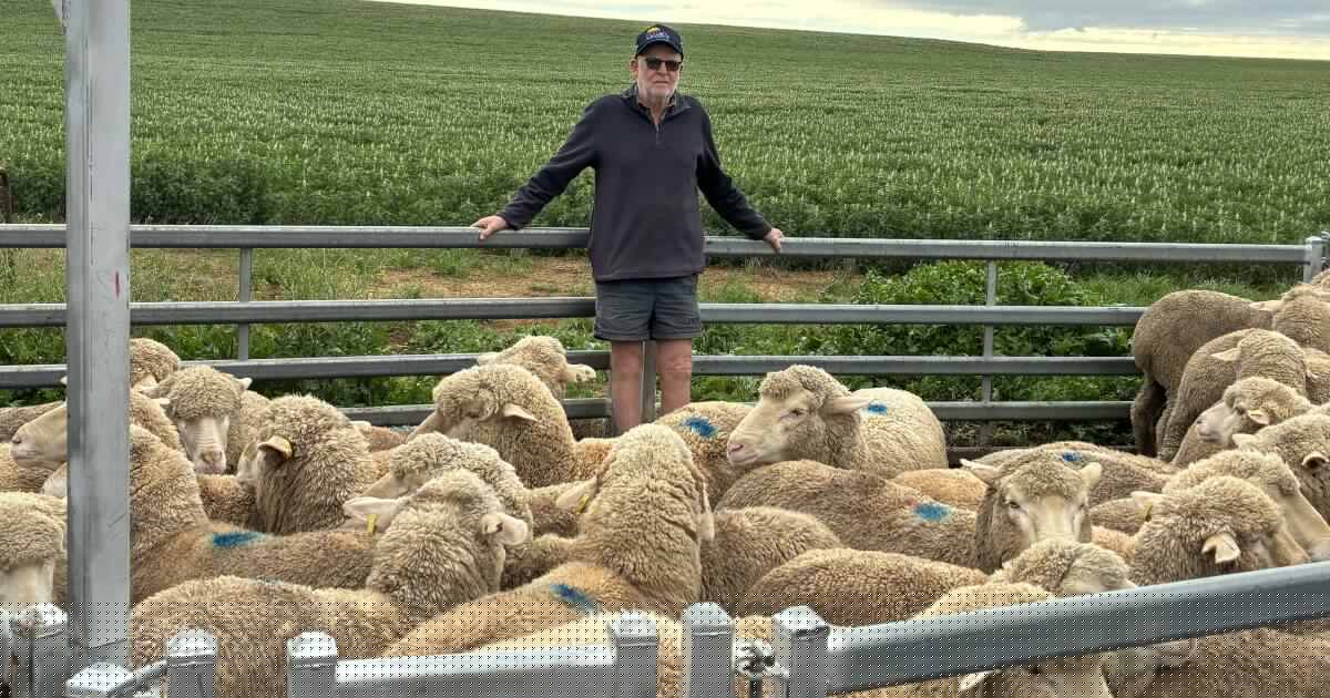 Victoria's sheep shortage drives prices high as season forecasts shift
