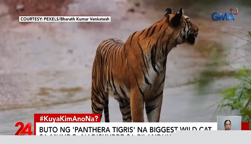 Mga buto ng tigre na natagpuan sa isang kuweba sa Palawan, patunay na gumala sila noon sa Pilipinas