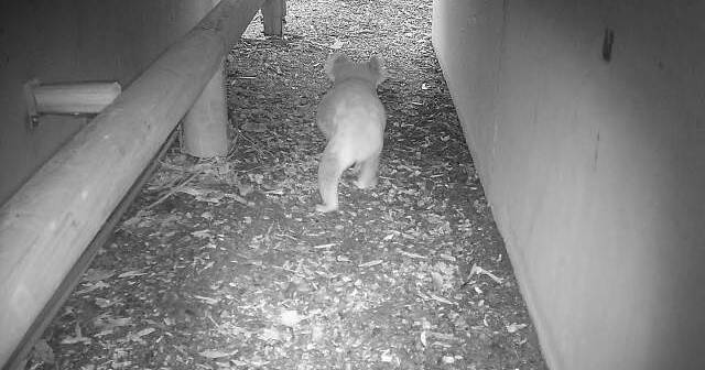 Camera captures first marsupial of the season: what threats face Port Stephens koalas