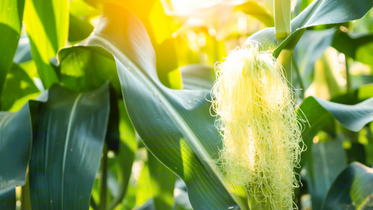 Corn Silking Matches 5-Year Average