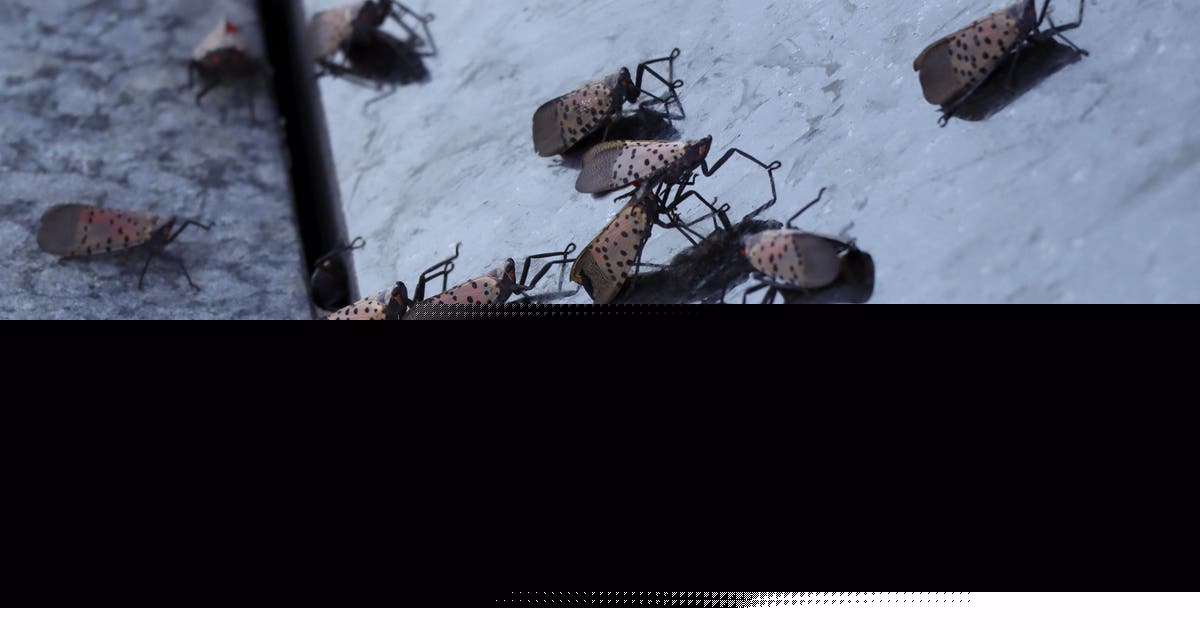 Why spotted lanternflies remain a threat to Pennsylvania’s trees, crops and economy