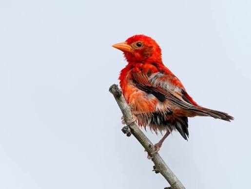 Red Weaver bird rediscovered in Boni Forest
