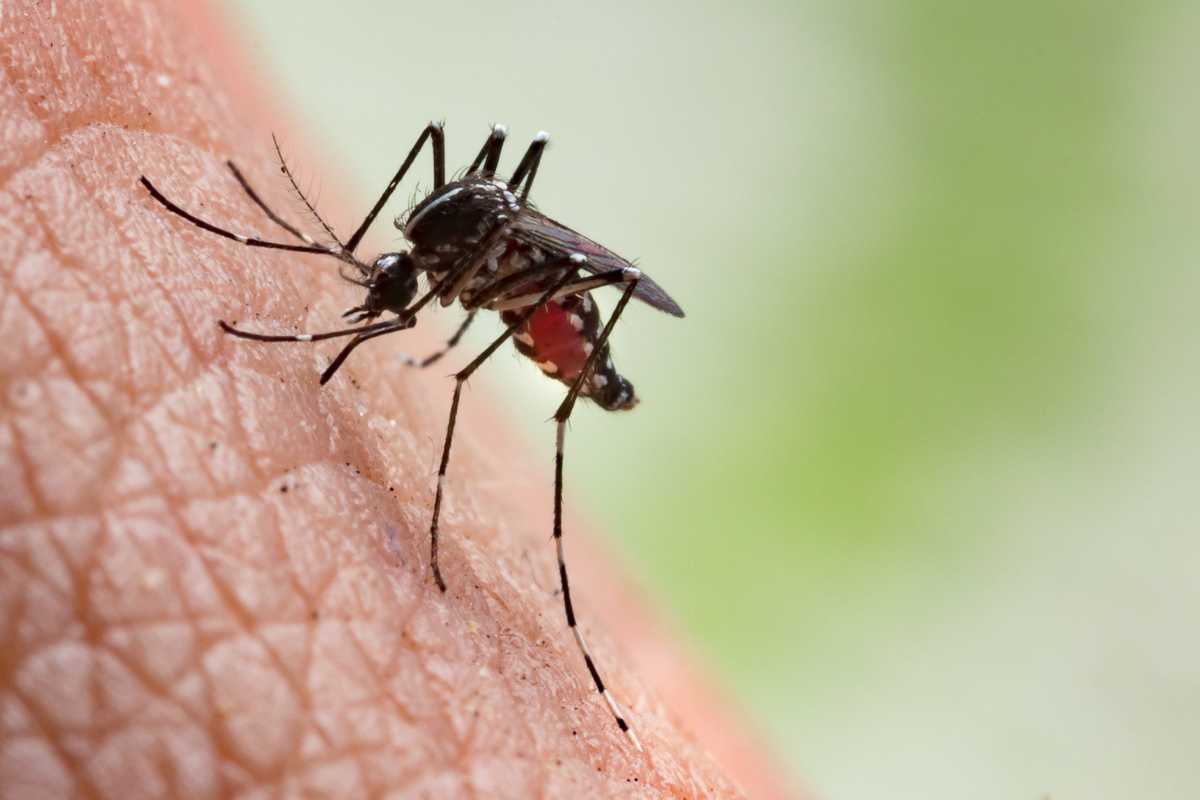 A biting problem: Twice as many NYC mosquito pools testing positive for dangerous West Nile virus this summer, health officials say