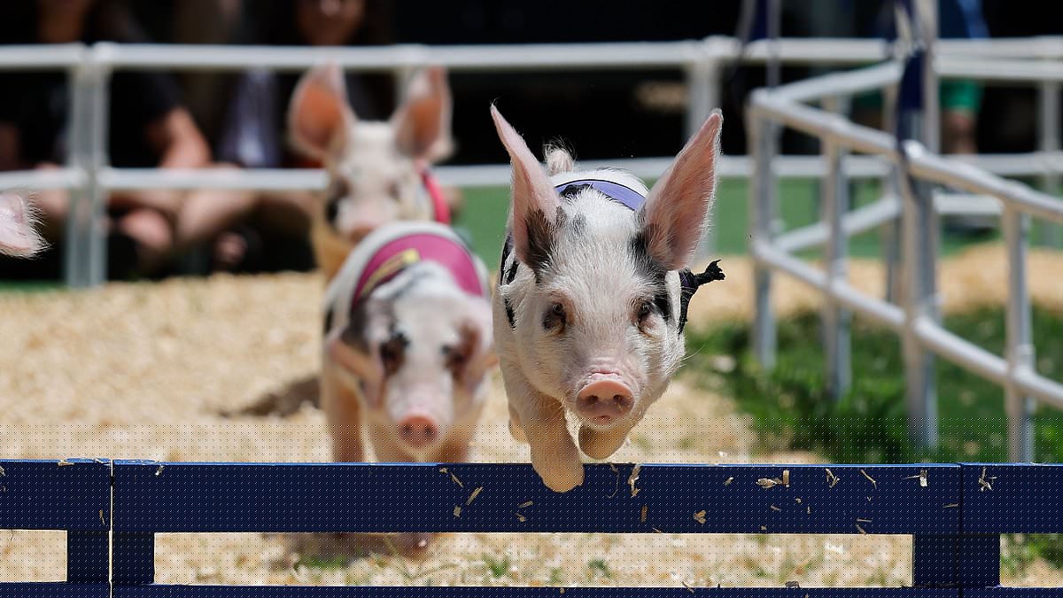 Where pigs fly? Animals compete in race at fair