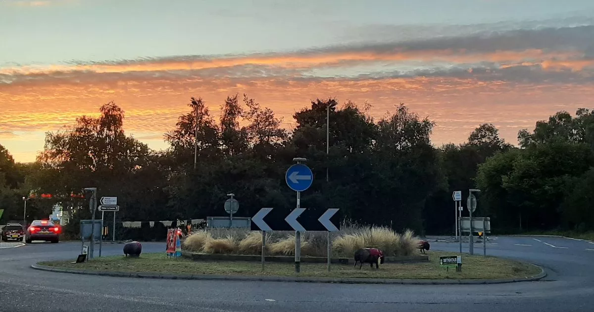 The UK's best roundabout where funky sheep are well known to Surrey drivers