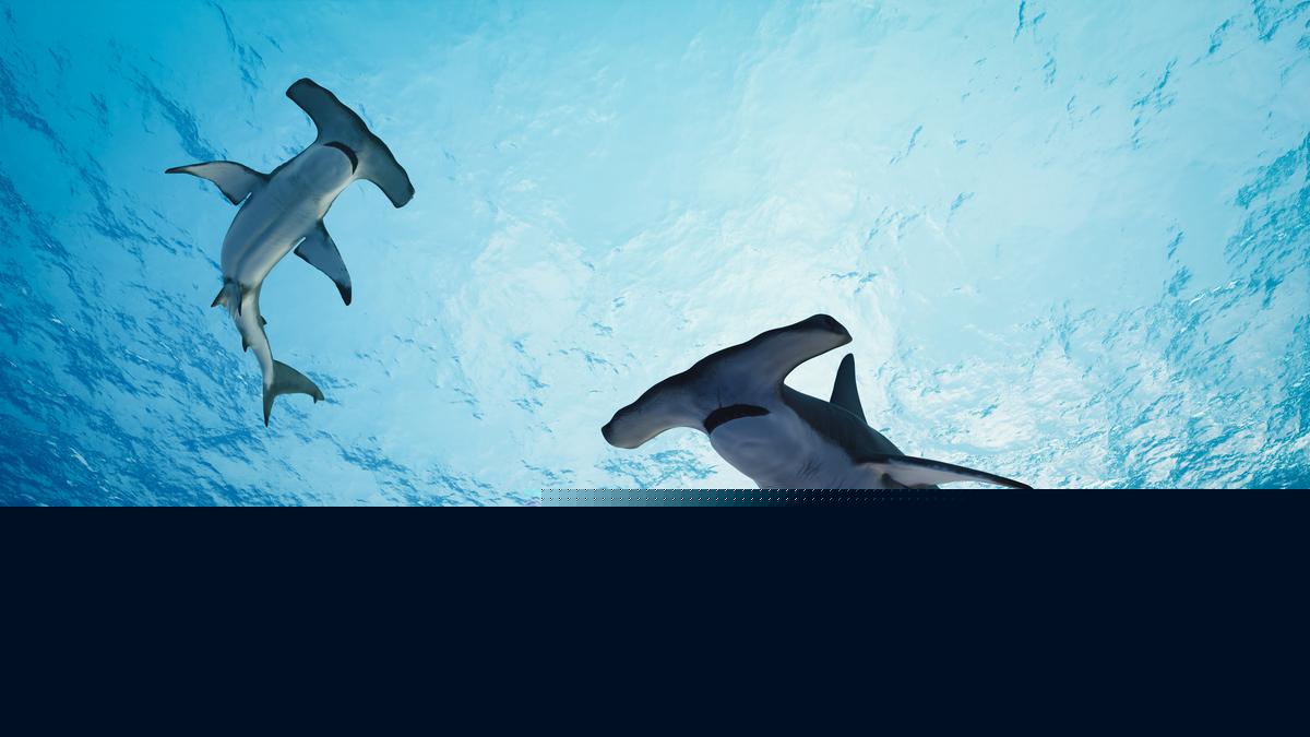 Rare Hammerhead Sighting Turns Into RI First