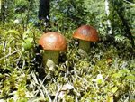 Comment on Mushrooms in Finland still radioactive after Chernobyl by My first memory: Chernobyl. | urbanopolista