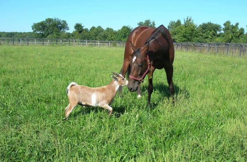 Diamond Creek mourns the loss of Hall of Fame broodmare Western Montana