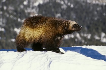 Wolverines can’t wait: Government must designate habitat to stave off extinction