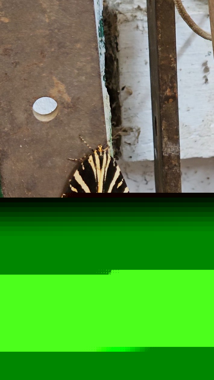 Nicky replied to Dick Harris's discussion The unusual moth is back