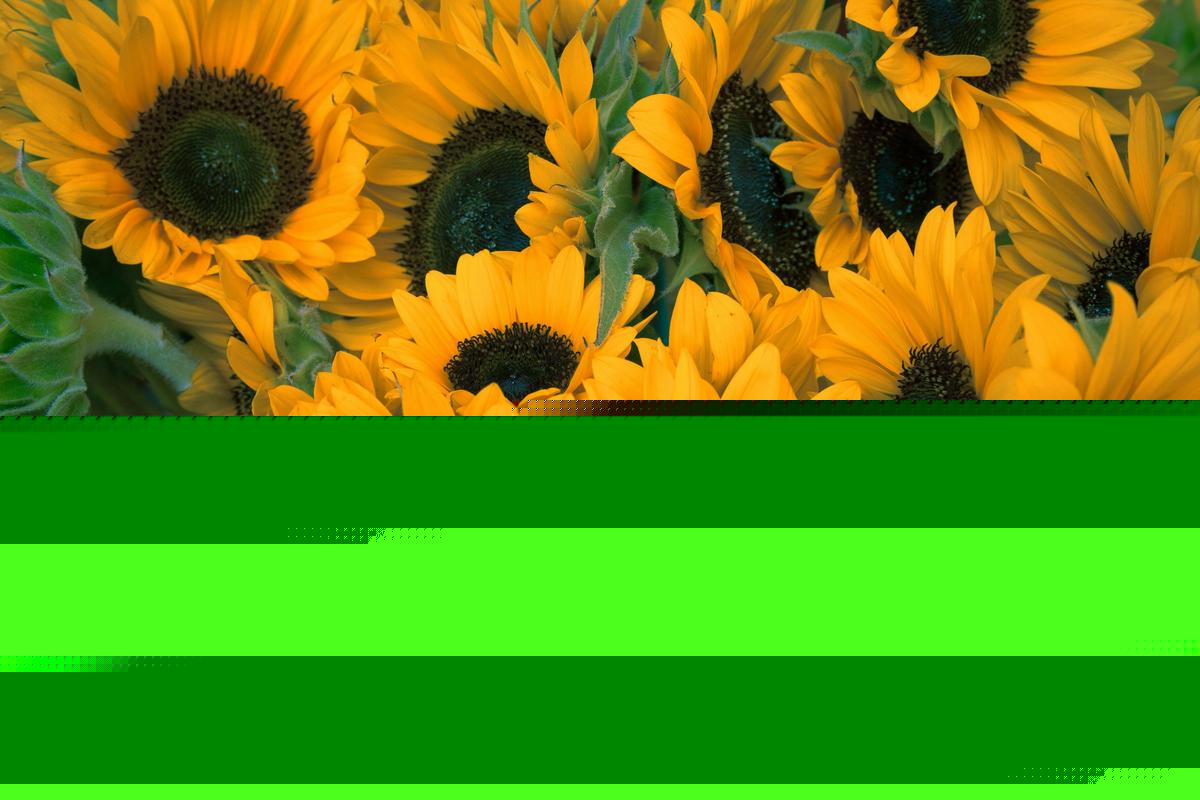 Lambertville's Sunflower Festival, what a great summer day trip