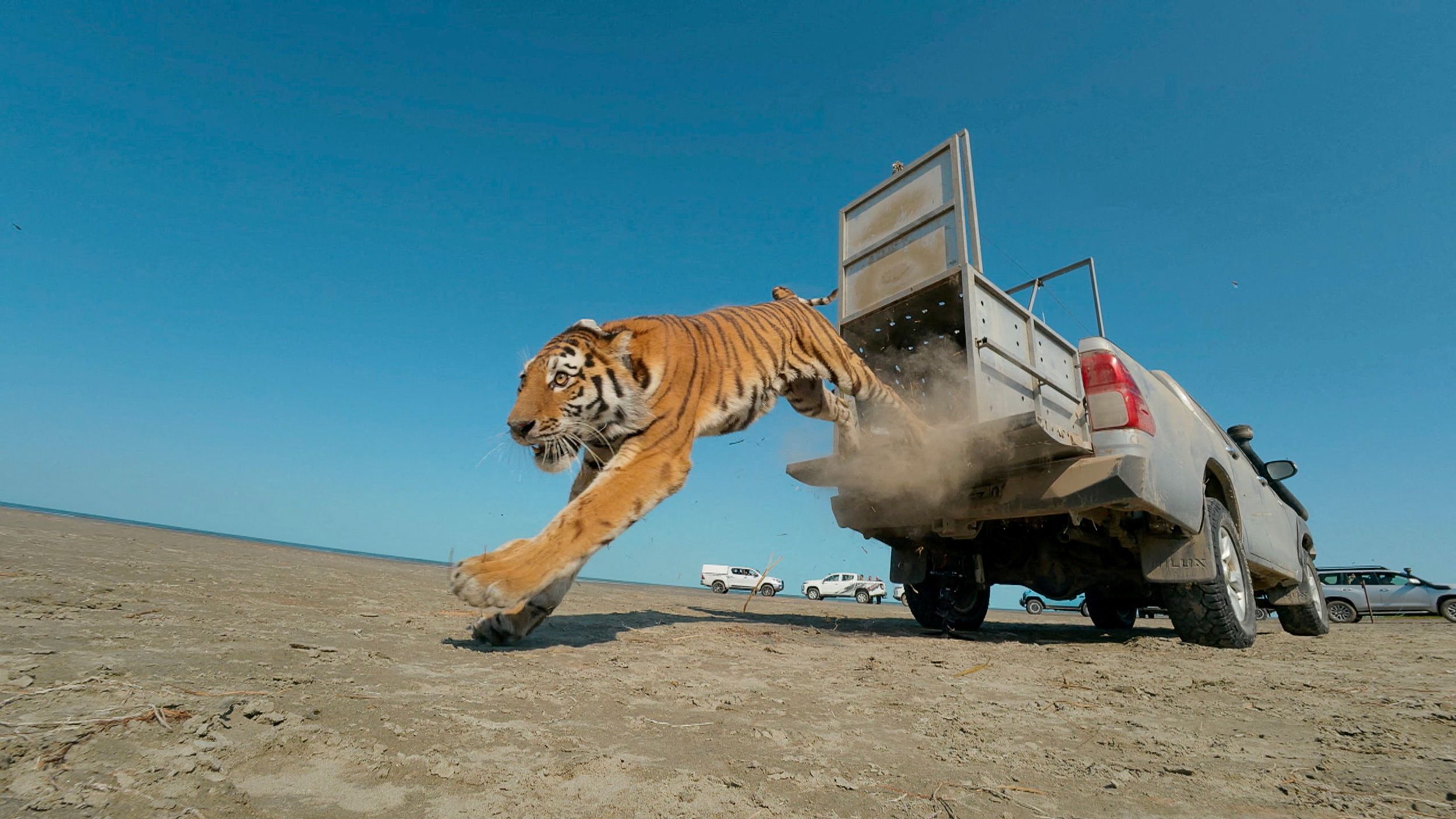 Un tigre en liberté, un cheval au paradis et un blaireau sentimental.... les photos de la semaine