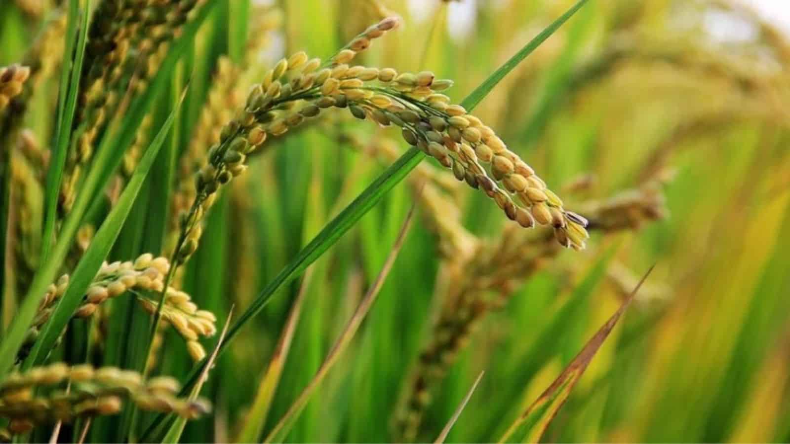 Rice prices surge in Telangana amid El Niño, hoarding worries