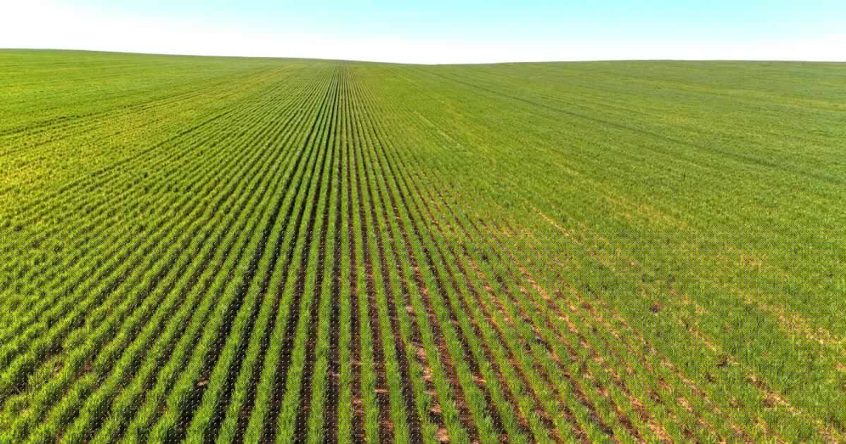 Big 11,995ha Nowingi Plains cropping portfolio for sale in the Mallee