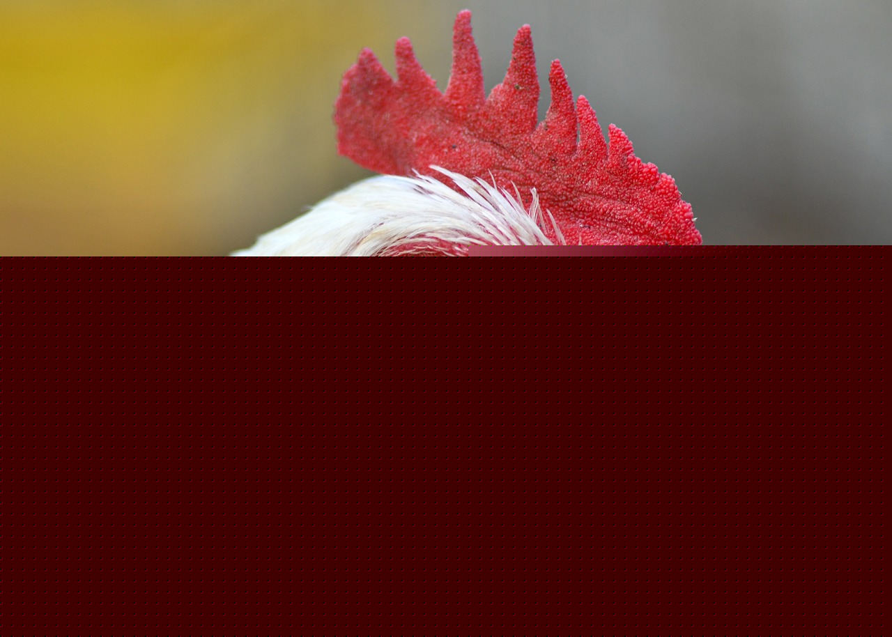 Don’t Let Misleading ‘Humane’ Labels Mask Chicken Suffering