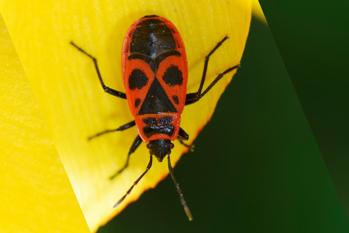 This Invasive European Bug Has Found Its Way to Idaho and Utah
