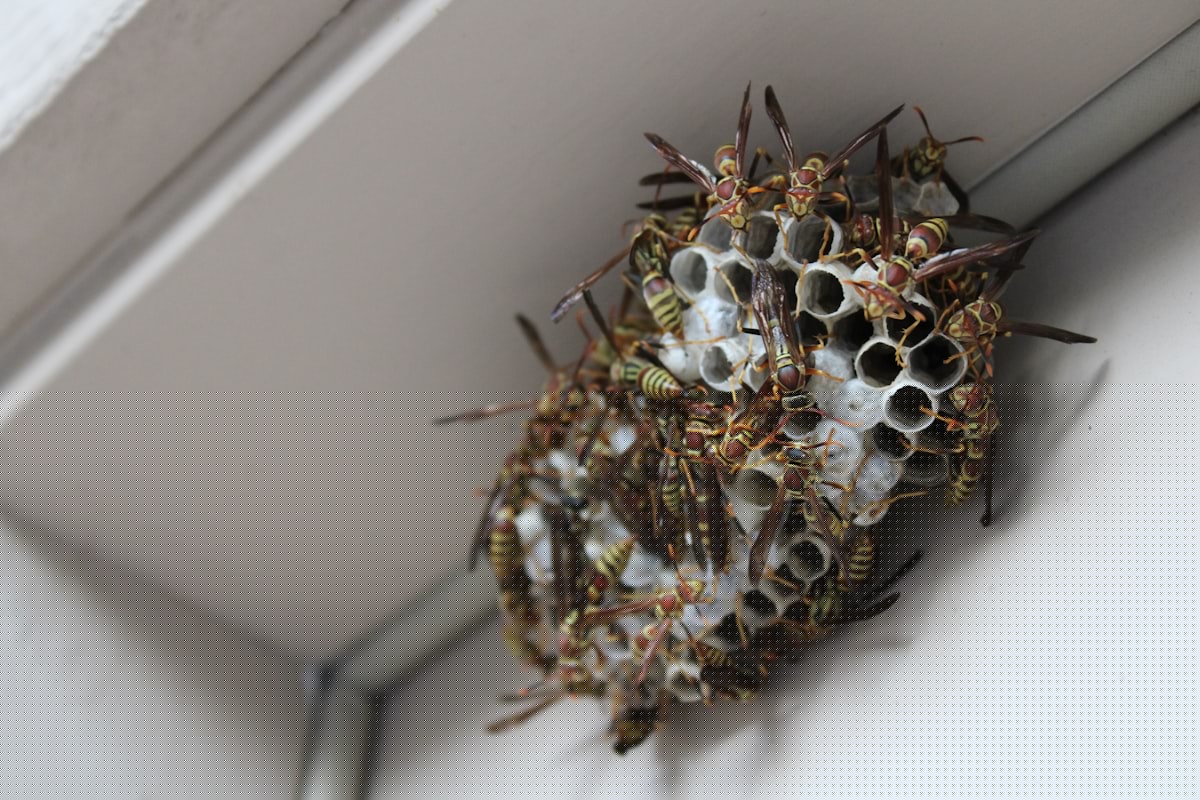 Illinois Wasps: Here’s Why It’s A Mistake To Kill Them