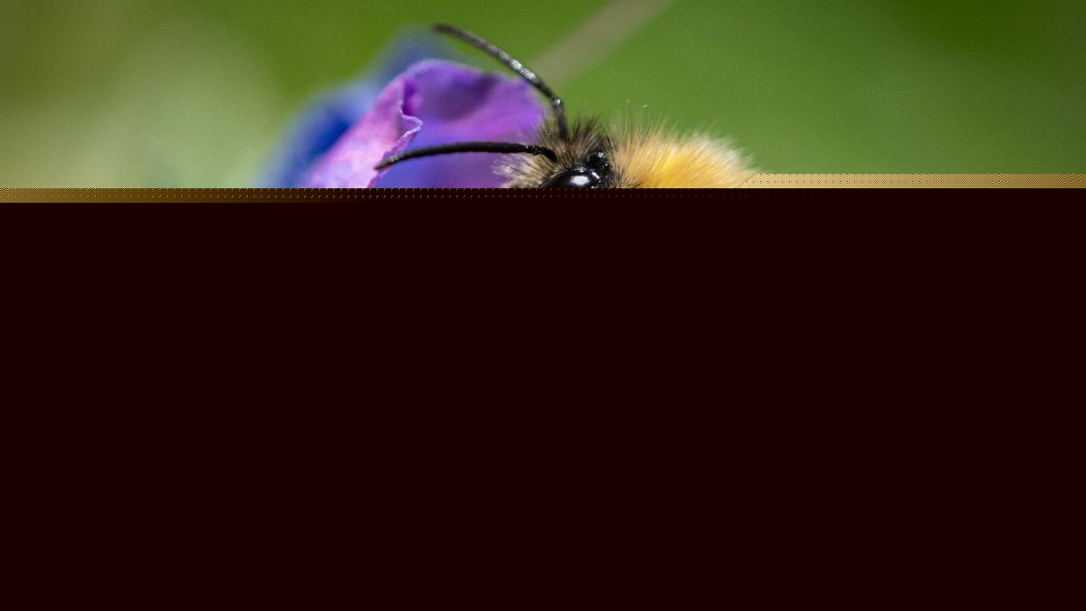 Bumblebees are struggling in UK heatwaves - but you can help them