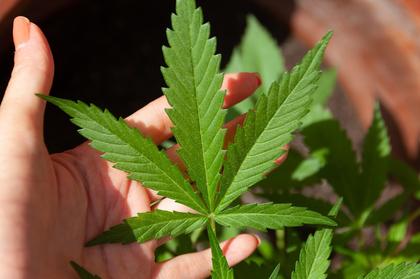 Local organizations receive cannabis education grants