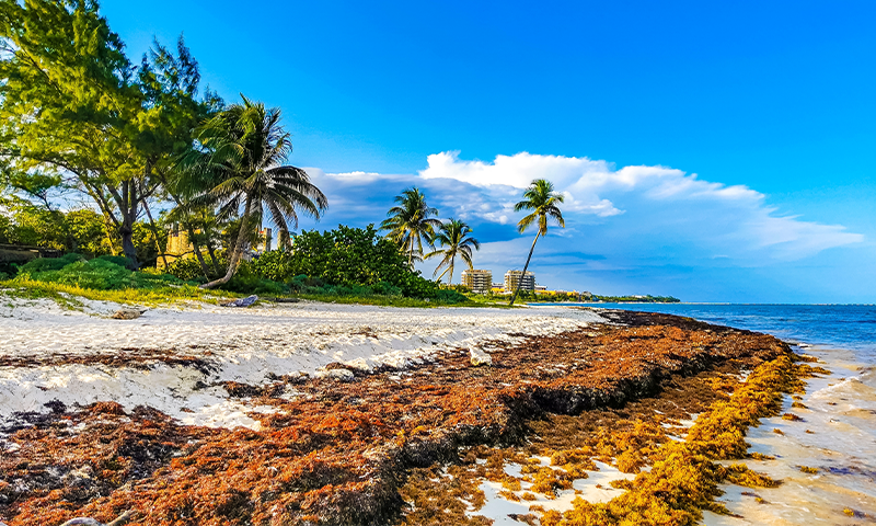 New Life for Rotting Seaweed