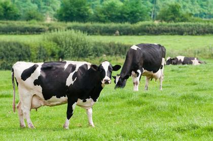 Hartpury University pioneers breeding index for more sustainable dairy cows