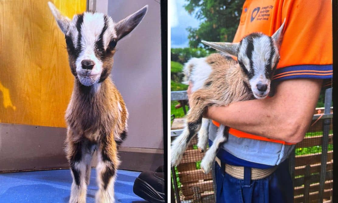 Judge warns that if two people accused of theft of goat do not attend court arrest warrants will be issued