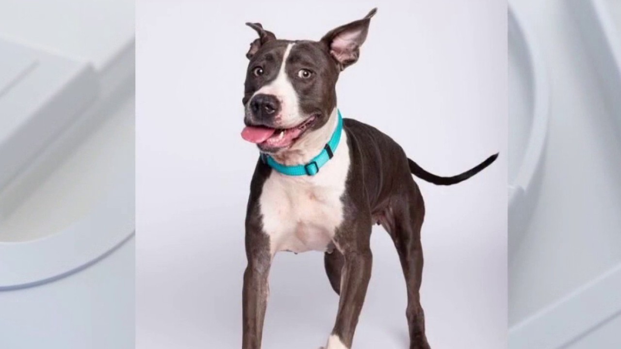 Meet Junie at Austin Animal Services!