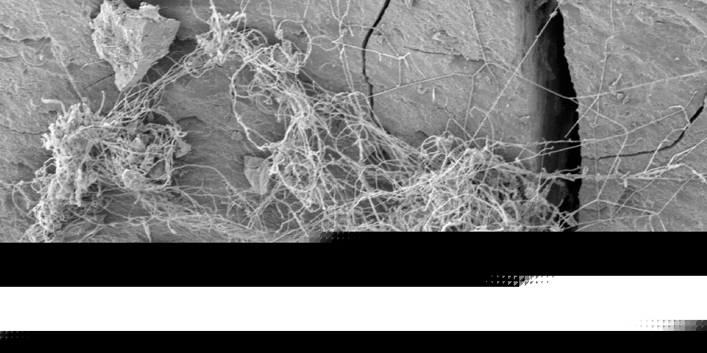See it: Hidden fungal world discovered more than 1,600 feet beneath the Great Lakes