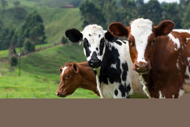 Global Trade Routes for Premium Livestock