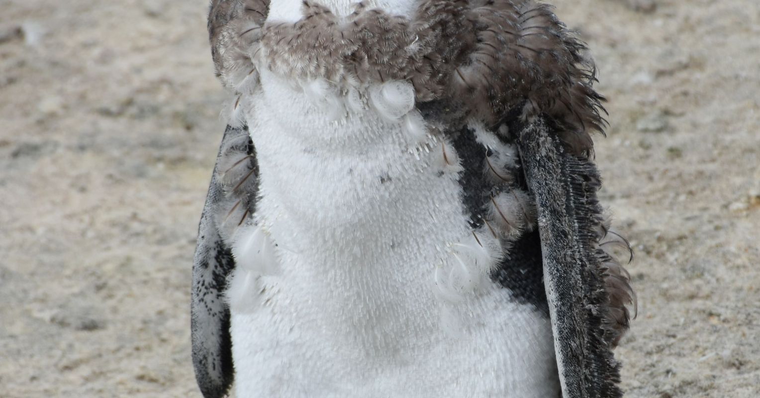 Maybe You're Not Breaking Down. Maybe You're Molting