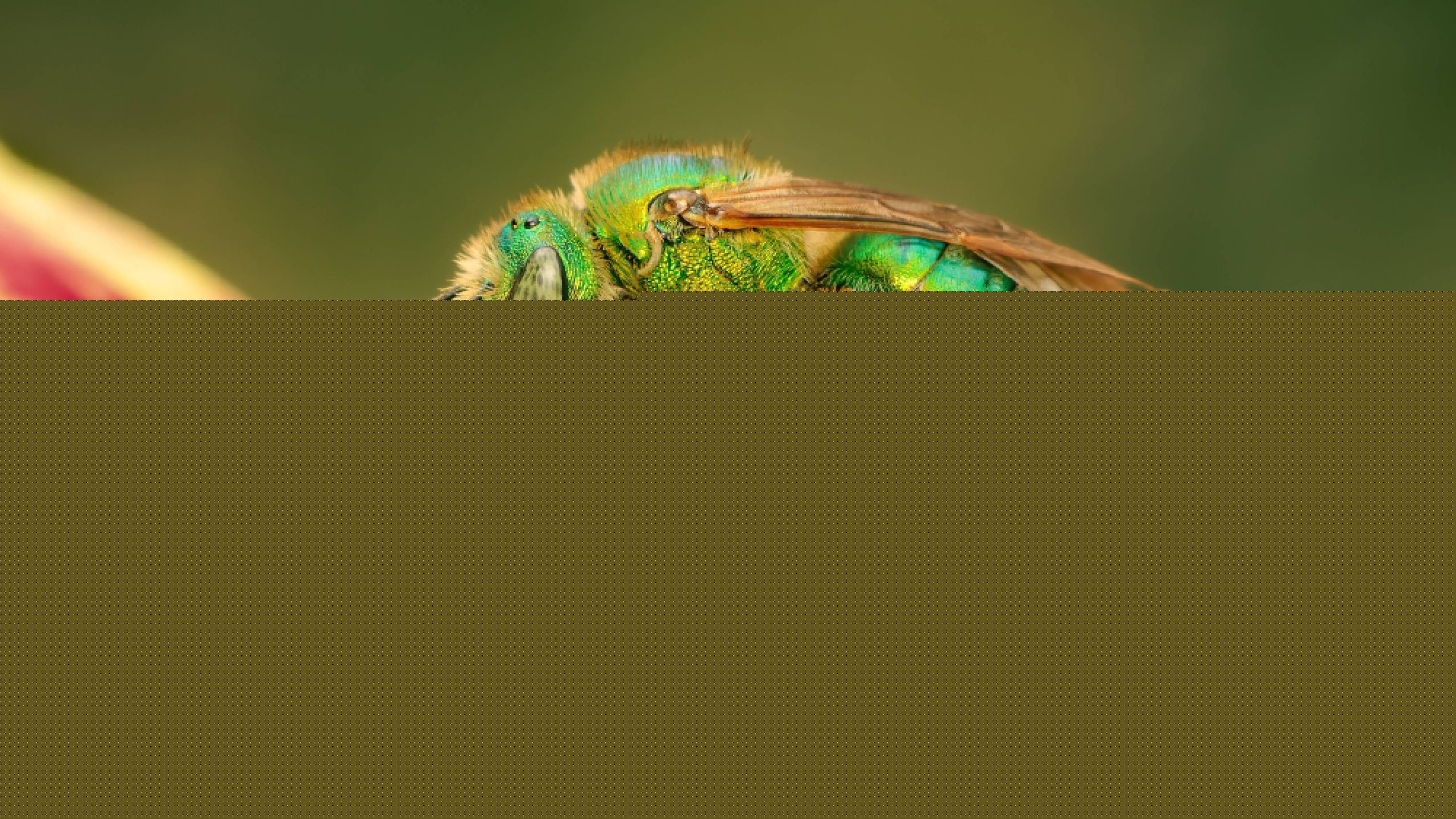Don’t swat that ‘fly’: 5 safe ways to deter sweat bees from your yard without getting stung