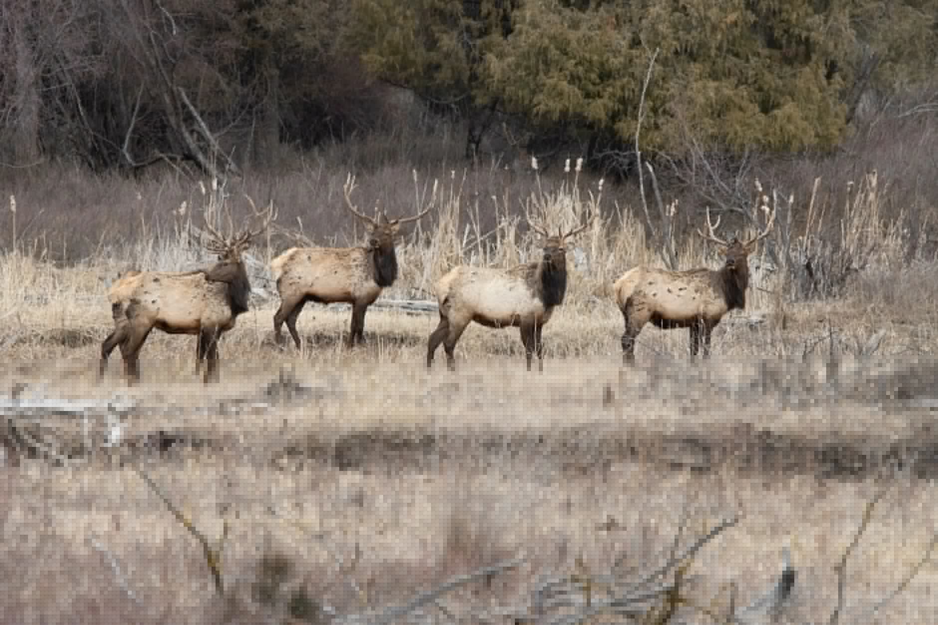 Why You’re Reading Elk Sign Wrong — And How to Fix It Before Montana’s Season Opens