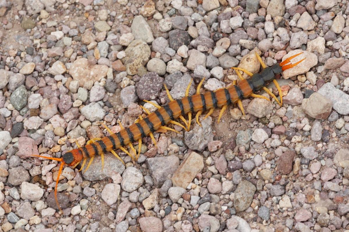 Giant Redheaded Centipedes in Texas: What You Need to Know