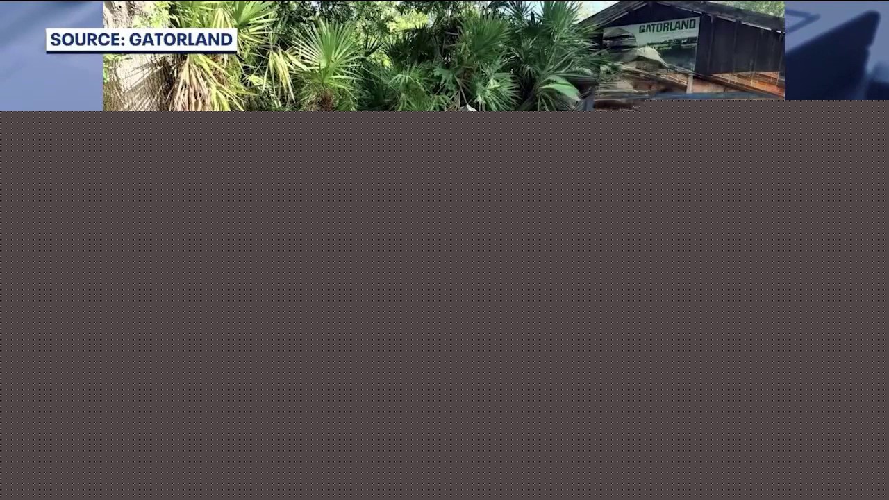 Gatorland welcomes rescued alligator after illegal feeding in wild