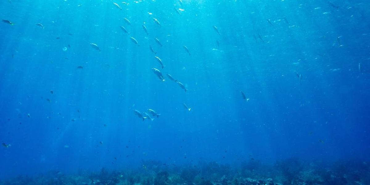 Réchauffement, perte de biodiversité, pollution : chaque zone de l’océan est désormais touchée par une triple crise