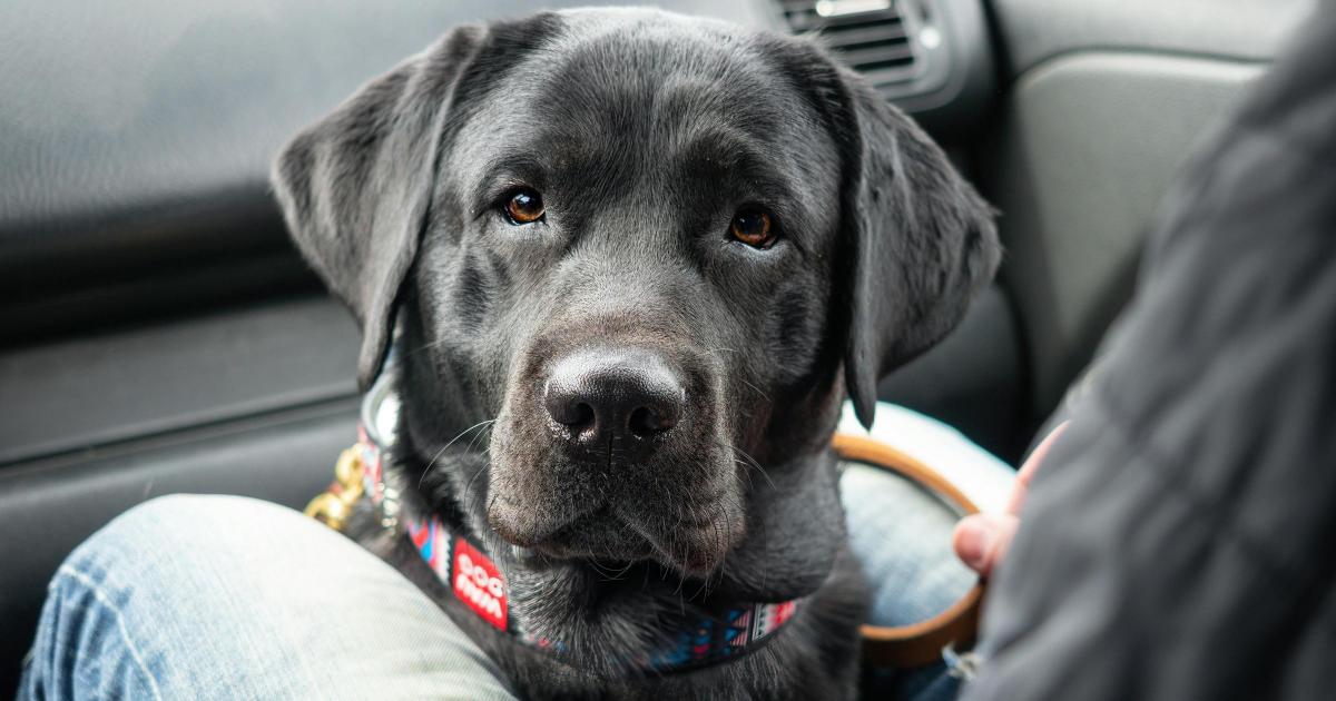 Vet's View: If your dog gets car sick, here's how you can solve the problem
