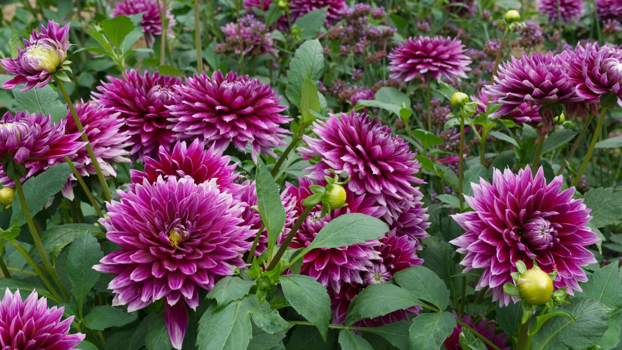 Planter et cultiver les dahlias: tous nos conseils pour réussir
