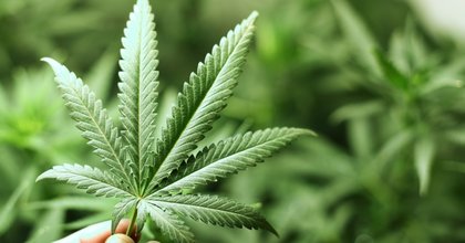 Des Montois au cœur d’un trafic international de cannabis et de cocaïne : Une plantation découverte à Cuesmes