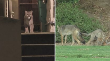 Is wildlife sighting more common in SF now? Experts explain after mountain lion incident